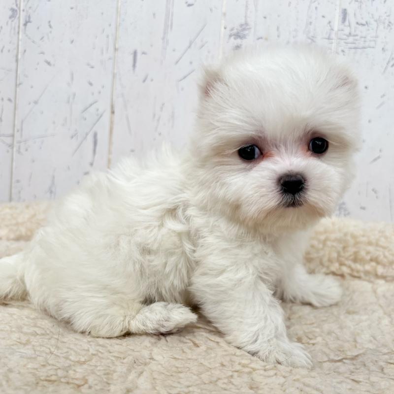 販売中の千葉県のマルチーズ-446083の3枚目