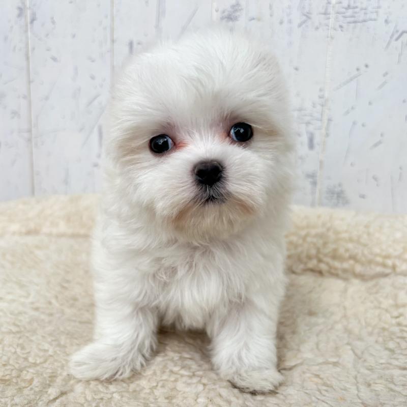 販売中の千葉県のマルチーズ-446083の2枚目