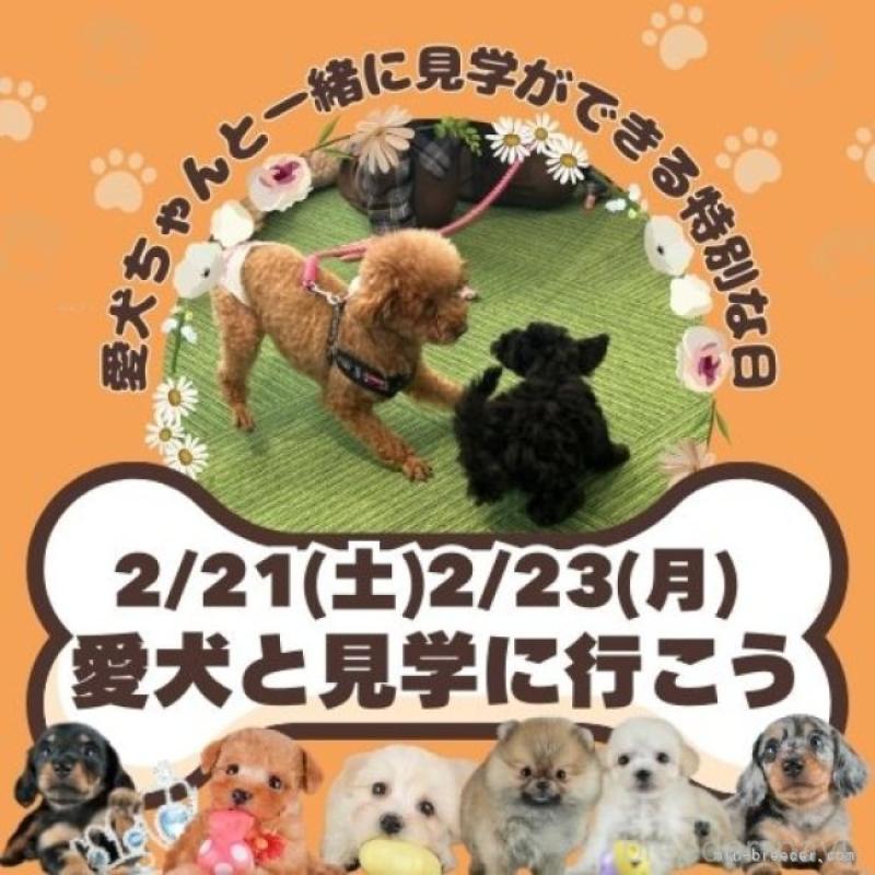 販売中の茨城県のマルプー:マルチーズ×トイプードル-446118の13枚目