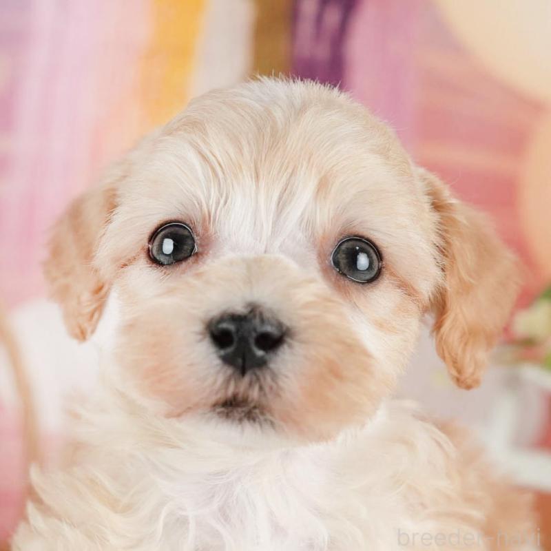 販売中の茨城県のマルプー:マルチーズ×トイプードル-446118の8枚目