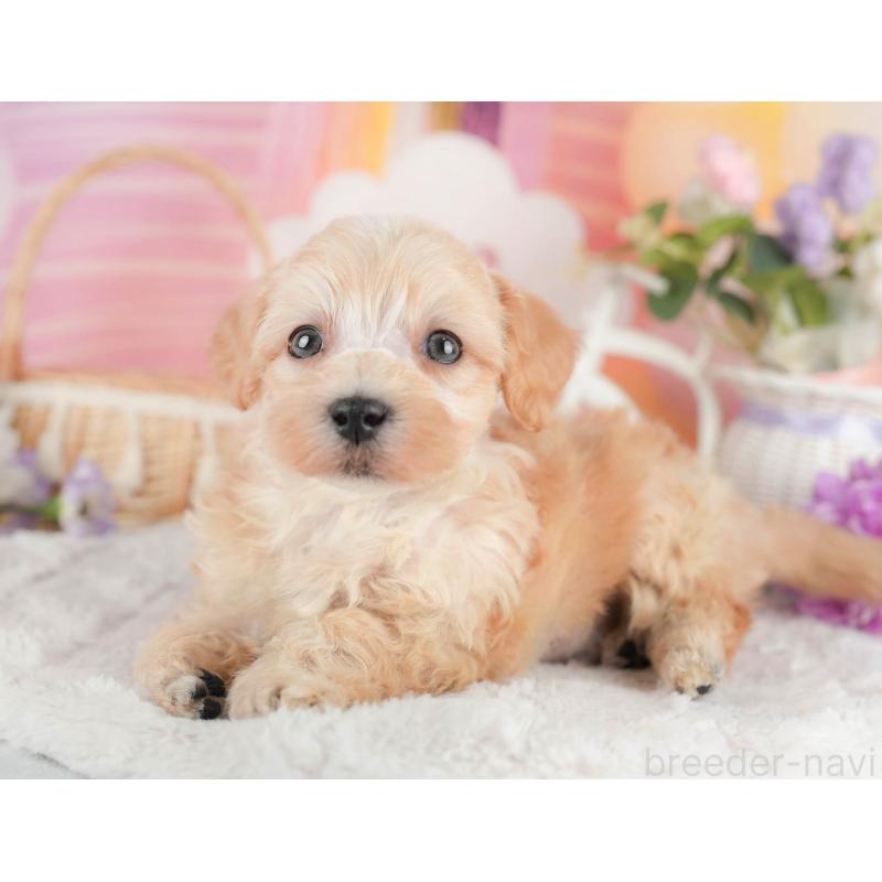 販売中の茨城県のマルプー:マルチーズ×トイプードル-446118の7枚目