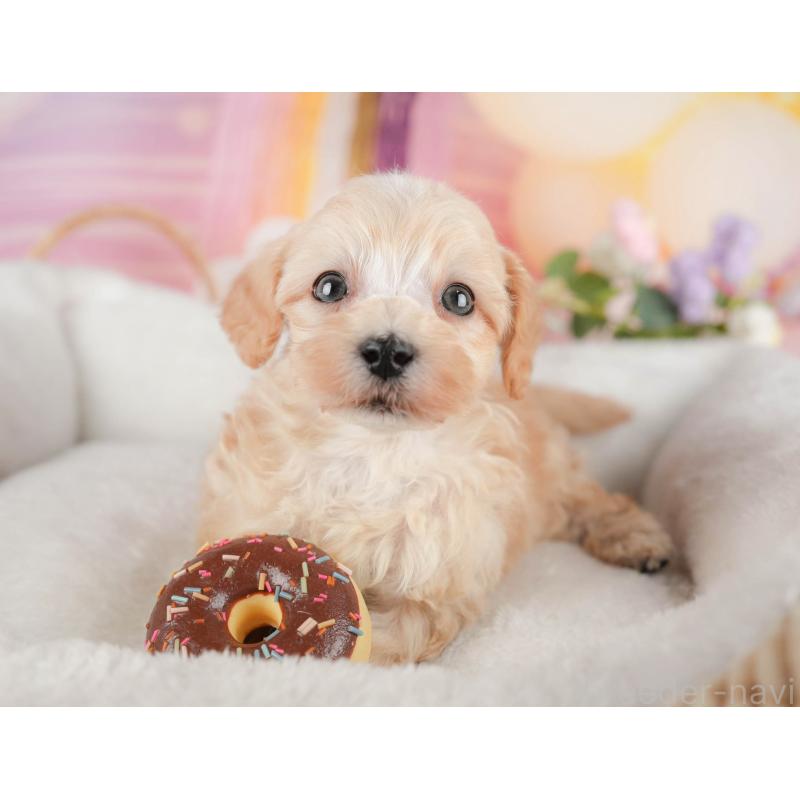 販売中の茨城県のマルプー:マルチーズ×トイプードル-446118の6枚目