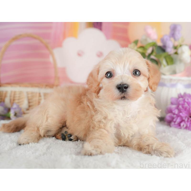 販売中の茨城県のマルプー:マルチーズ×トイプードル-446118の5枚目