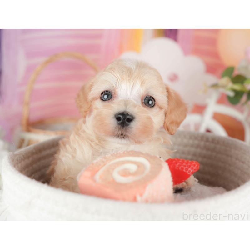 販売中の茨城県のマルプー:マルチーズ×トイプードル-446118の4枚目