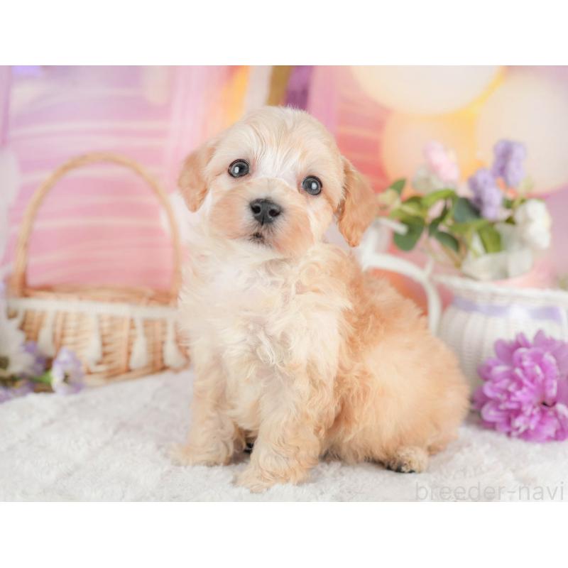 販売中の茨城県のマルプー:マルチーズ×トイプードル-446118の3枚目