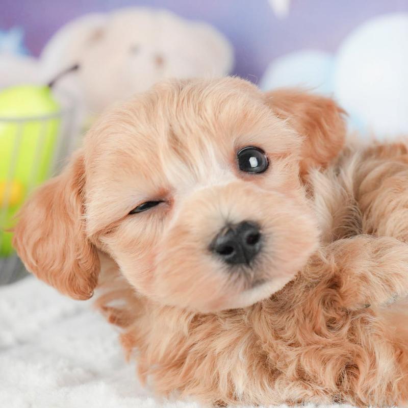 販売中の茨城県のマルプー:マルチーズ×トイプードル-446117の1枚目