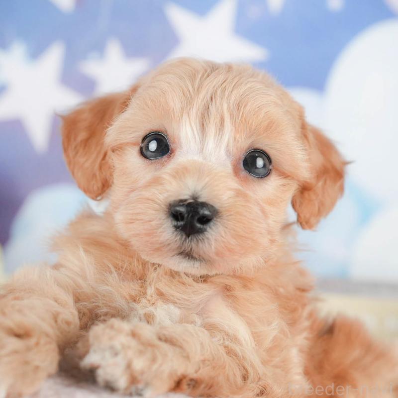 販売中の茨城県のマルプー:マルチーズ×トイプードル-446117の8枚目