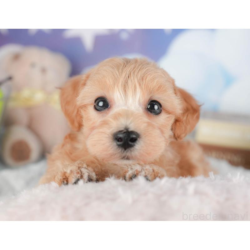 販売中の茨城県のマルプー:マルチーズ×トイプードル-446117の7枚目