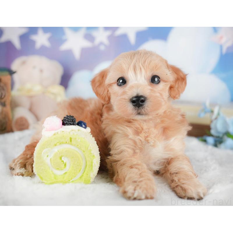 販売中の茨城県のマルプー:マルチーズ×トイプードル-446117の6枚目