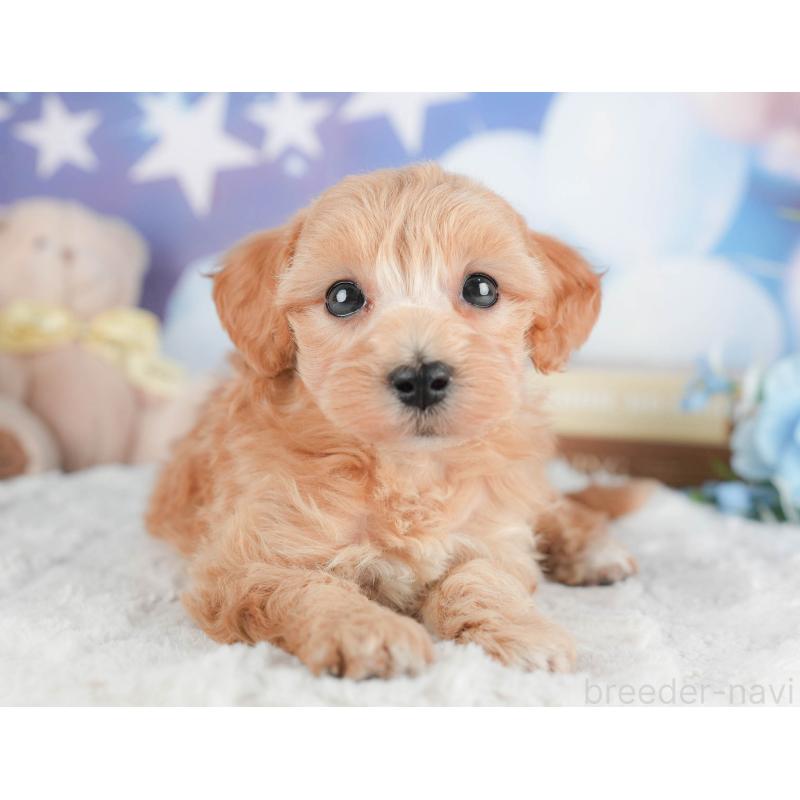 販売中の茨城県のマルプー:マルチーズ×トイプードル-446117の5枚目