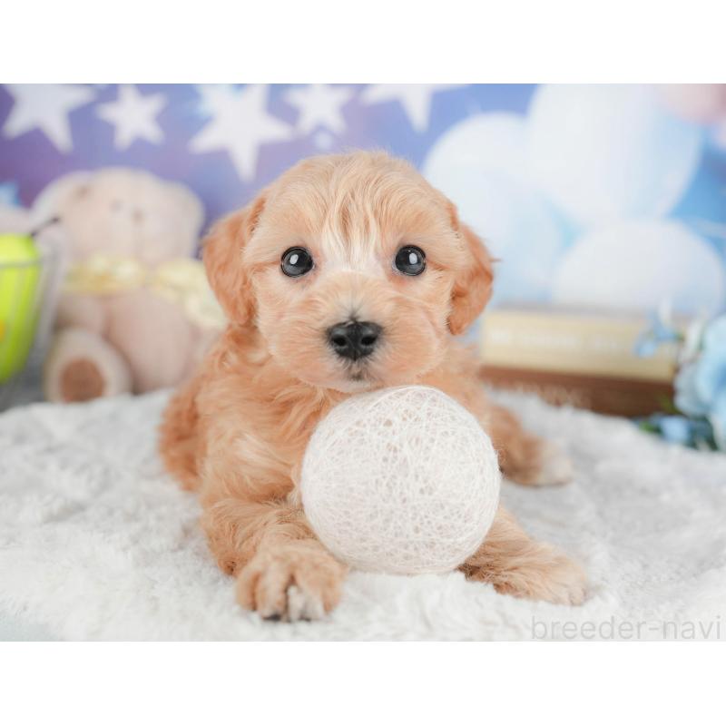 販売中の茨城県のマルプー:マルチーズ×トイプードル-446117の3枚目