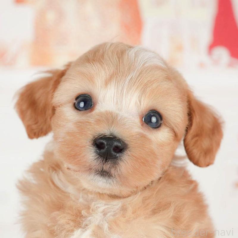 販売中の茨城県のマルプー:マルチーズ×トイプードル-446108の8枚目