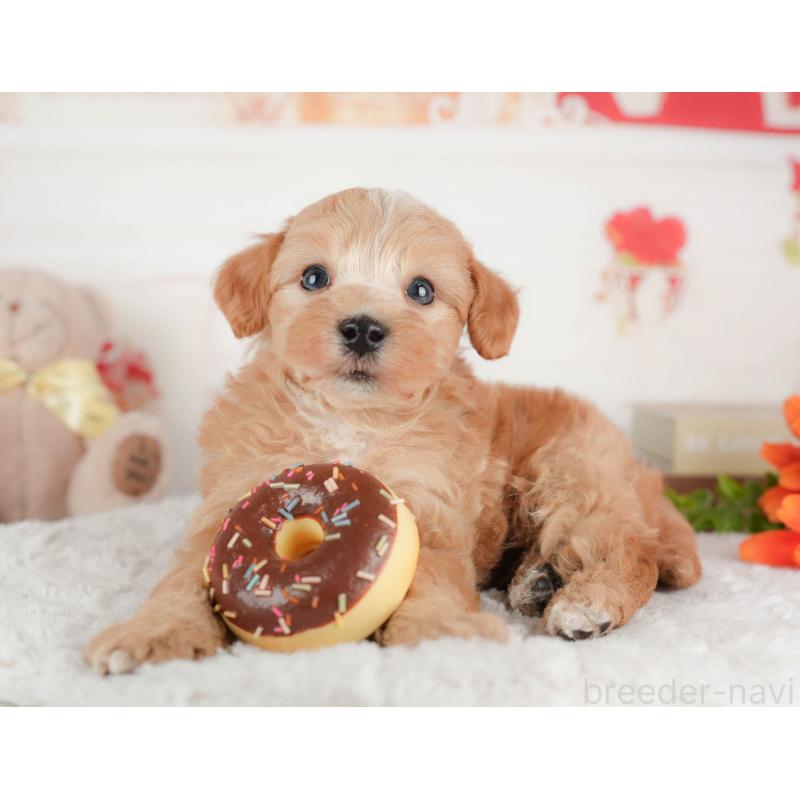 販売中の茨城県のマルプー:マルチーズ×トイプードル-446108の7枚目