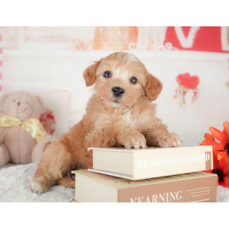 販売中の茨城県のマルプー:マルチーズ×トイプードル-446108の6枚目