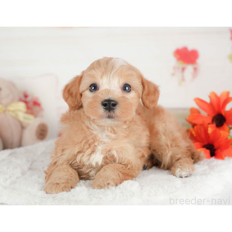 販売中の茨城県のマルプー:マルチーズ×トイプードル-446108の5枚目