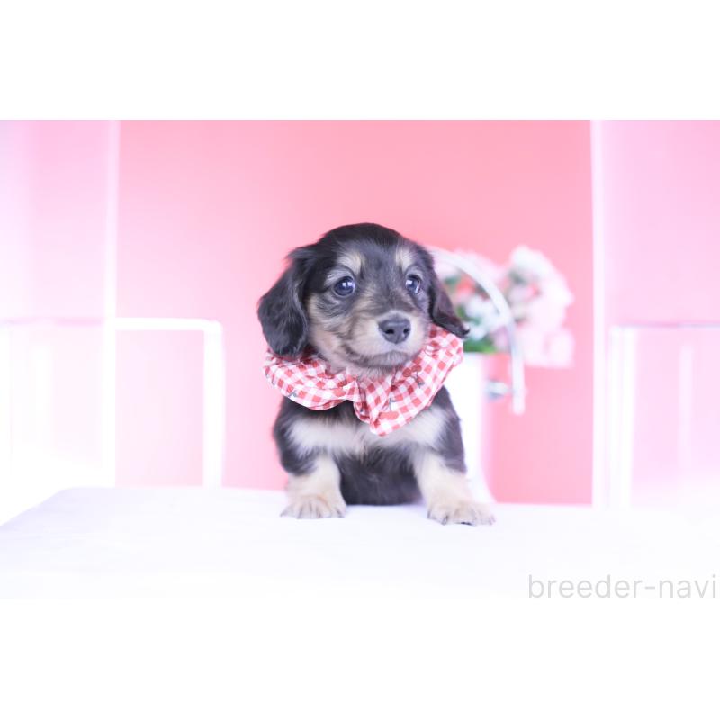 販売中の愛知県のカニンヘンダックスフンド(ロングヘアード)-446085の14枚目