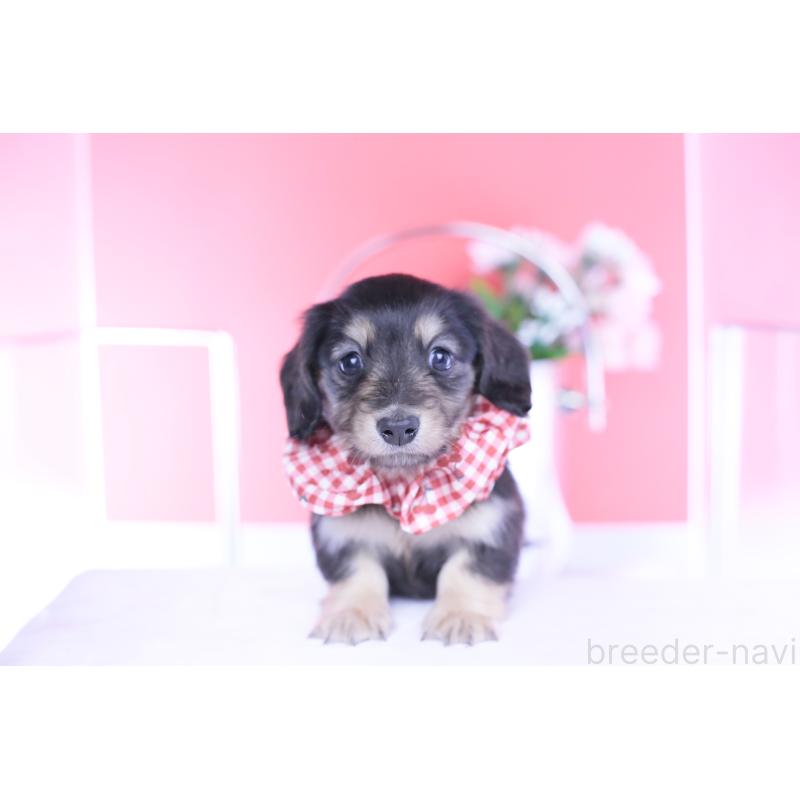 販売中の愛知県のカニンヘンダックスフンド(ロングヘアード)-446085の13枚目