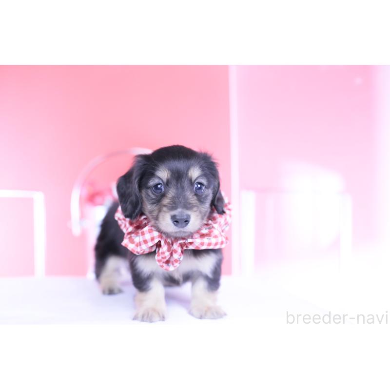 販売中の愛知県のカニンヘンダックスフンド(ロングヘアード)-446085の11枚目