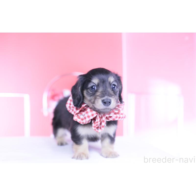 販売中の愛知県のカニンヘンダックスフンド(ロングヘアード)-446085の10枚目