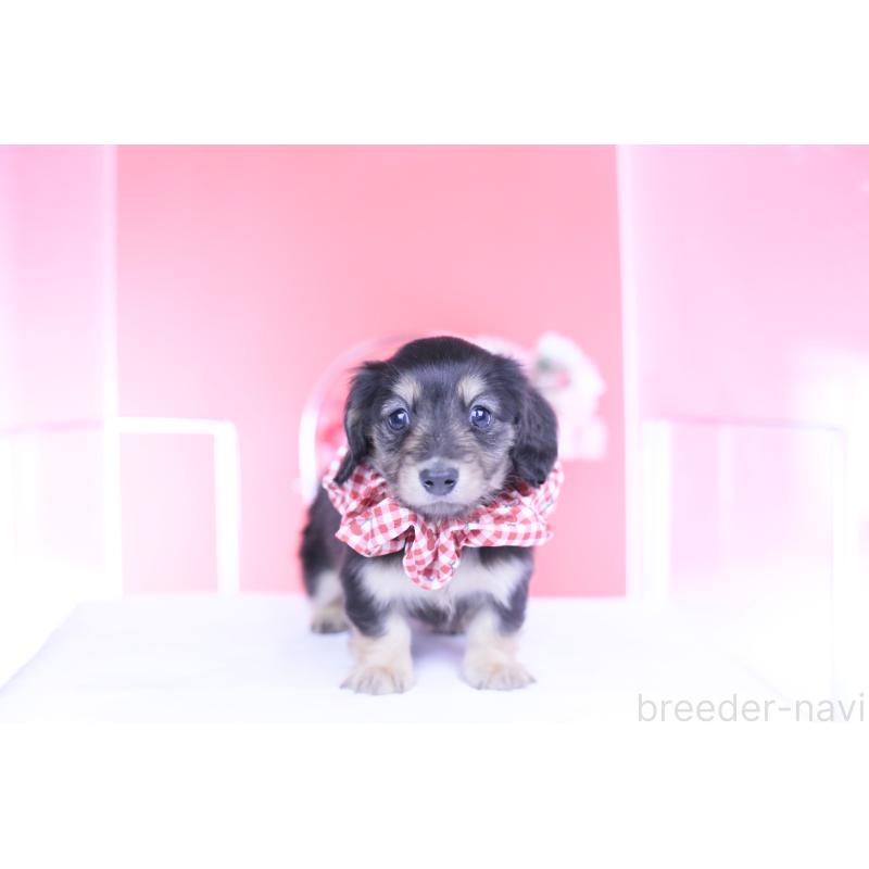 販売中の愛知県のカニンヘンダックスフンド(ロングヘアード)-446085の9枚目