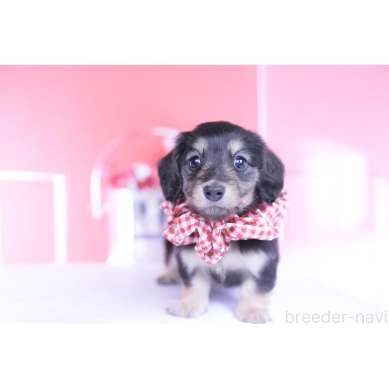 販売中の愛知県のカニンヘンダックスフンド(ロングヘアード)-446085の6枚目