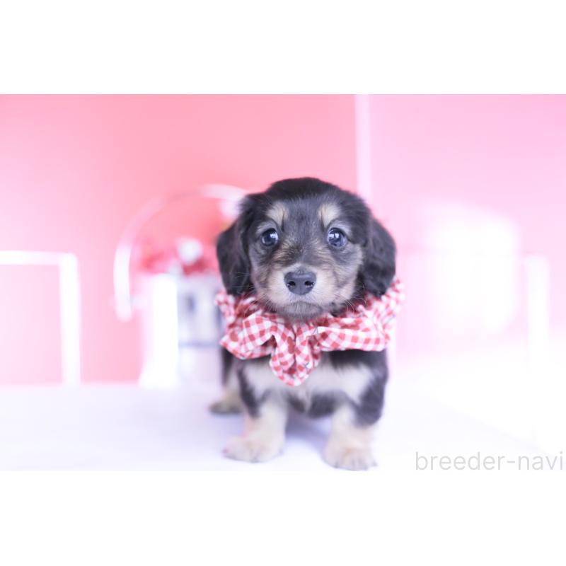 販売中の愛知県のカニンヘンダックスフンド(ロングヘアード)-446085の5枚目