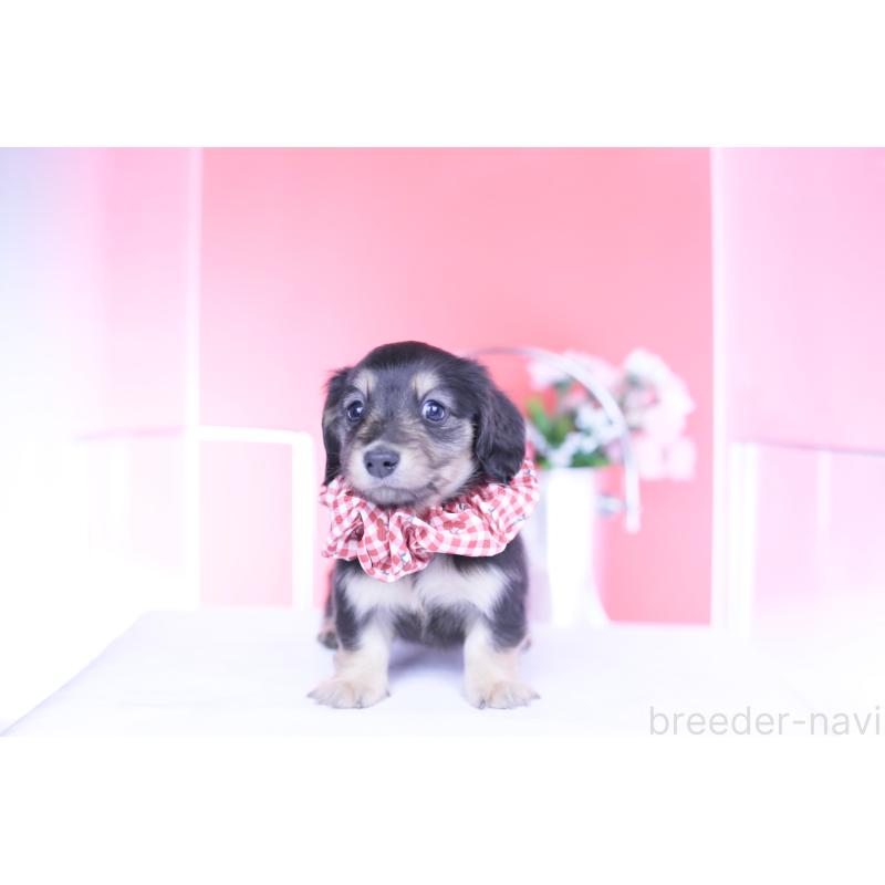 販売中の愛知県のカニンヘンダックスフンド(ロングヘアード)-446085の4枚目