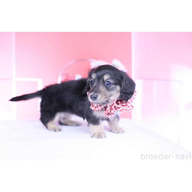 販売中の愛知県のカニンヘンダックスフンド(ロングヘアード)-446085の3枚目