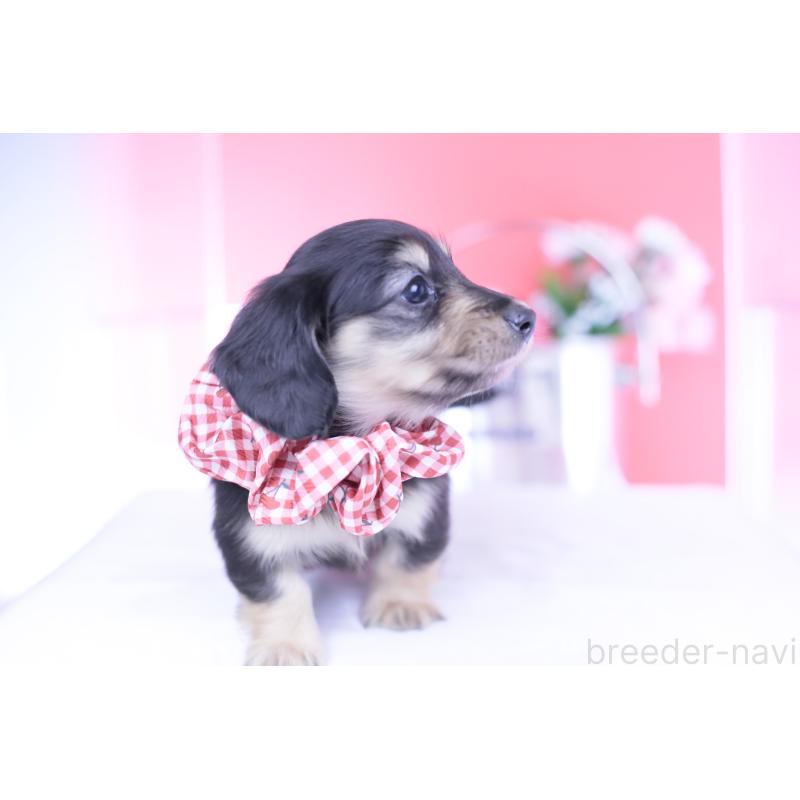 販売中の愛知県のカニンヘンダックスフンド(ロングヘアード)-446085の2枚目