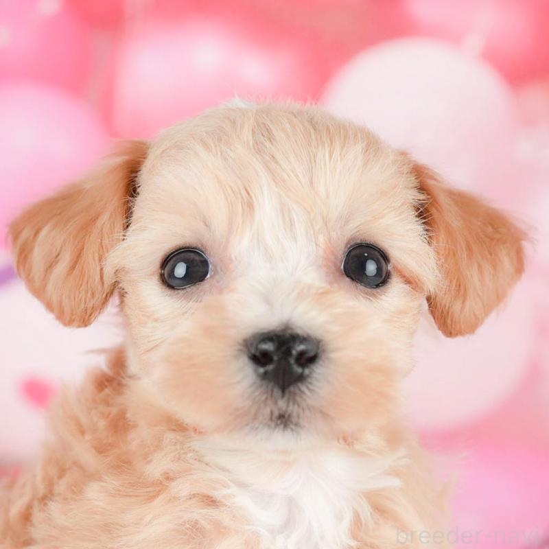 販売中の茨城県のマルプー:マルチーズ×トイプードル-446116の8枚目