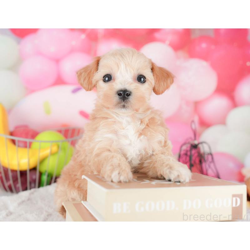 販売中の茨城県のマルプー:マルチーズ×トイプードル-446116の7枚目