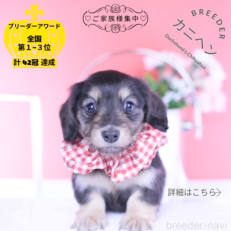 販売中の愛知県のカニンヘンダックスフンド(ロングヘアード)-446085