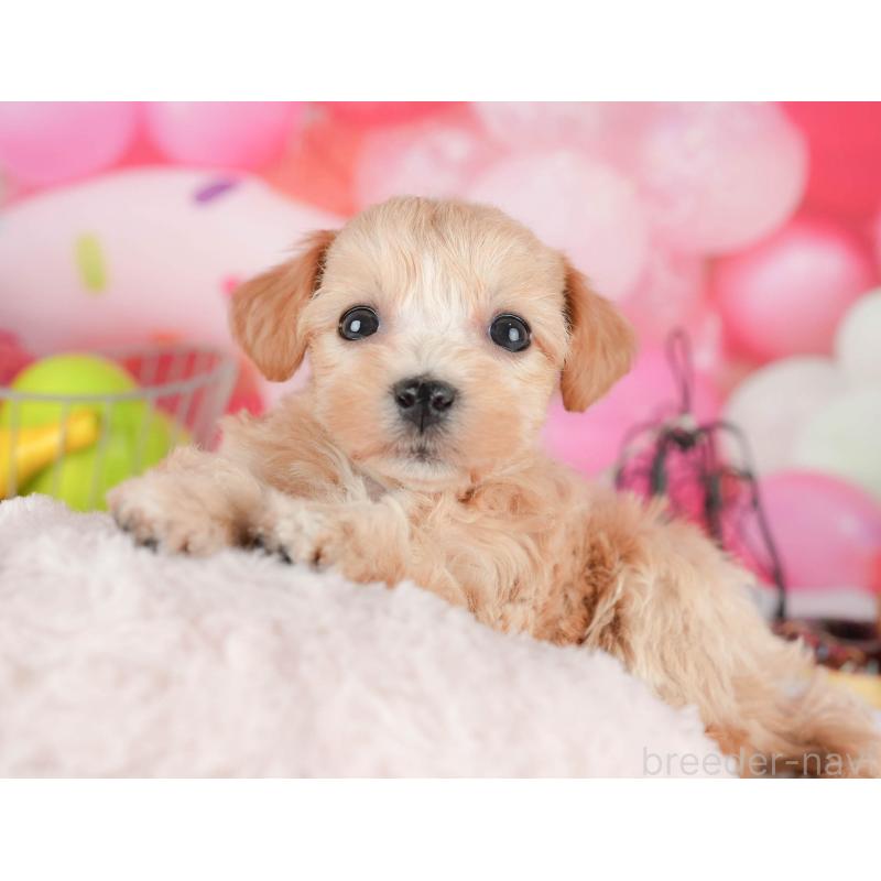 販売中の茨城県のマルプー:マルチーズ×トイプードル-446116の5枚目