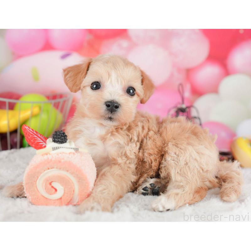 販売中の茨城県のマルプー:マルチーズ×トイプードル-446116の4枚目