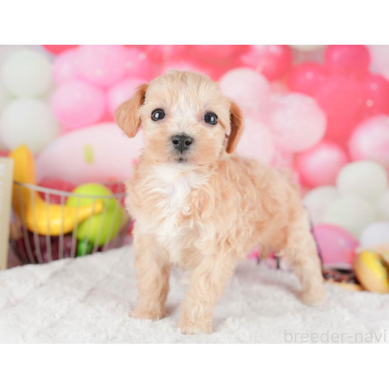 販売中の茨城県のマルプー:マルチーズ×トイプードル-446116の3枚目