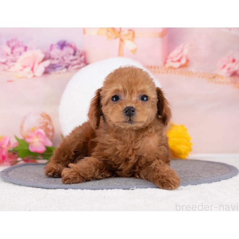 販売中の岐阜県のタイニープードル-446088の7枚目