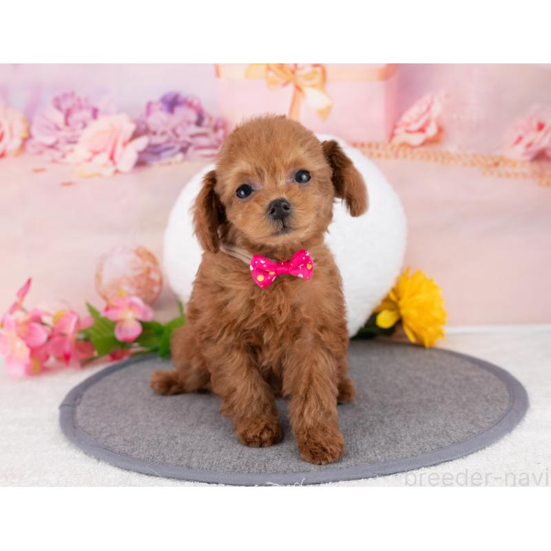 販売中の岐阜県のタイニープードル-446088の6枚目