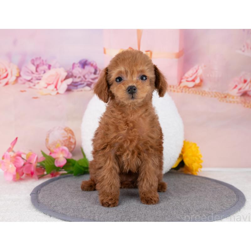 販売中の岐阜県のタイニープードル-446088の5枚目