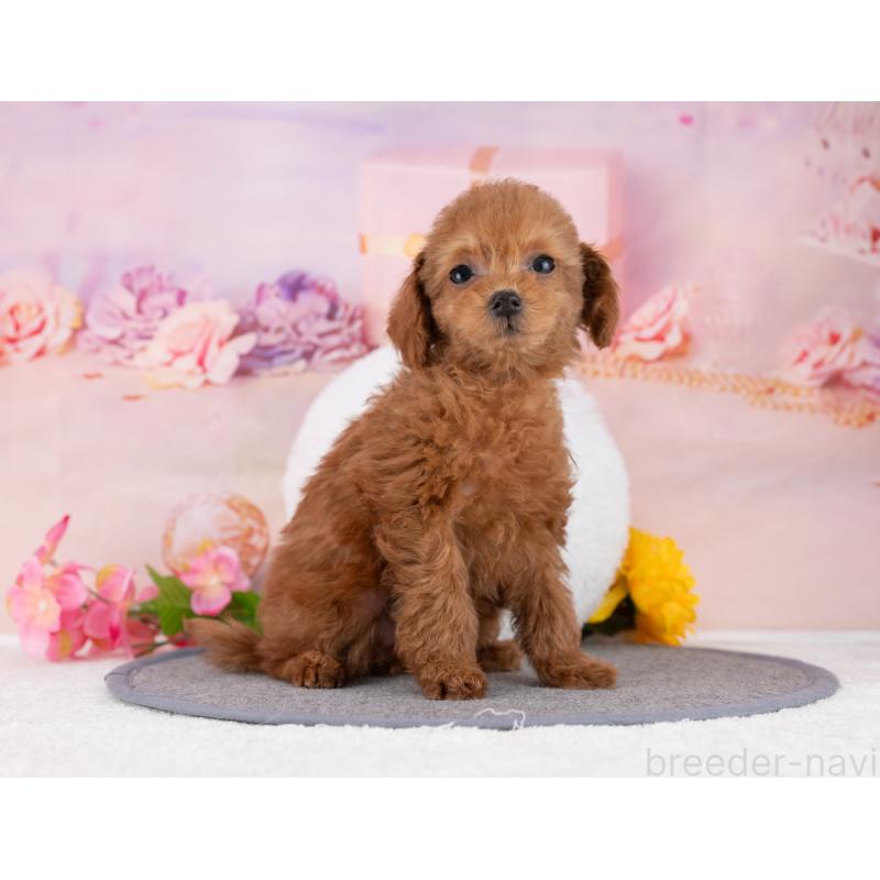 販売中の岐阜県のタイニープードル-446088の4枚目