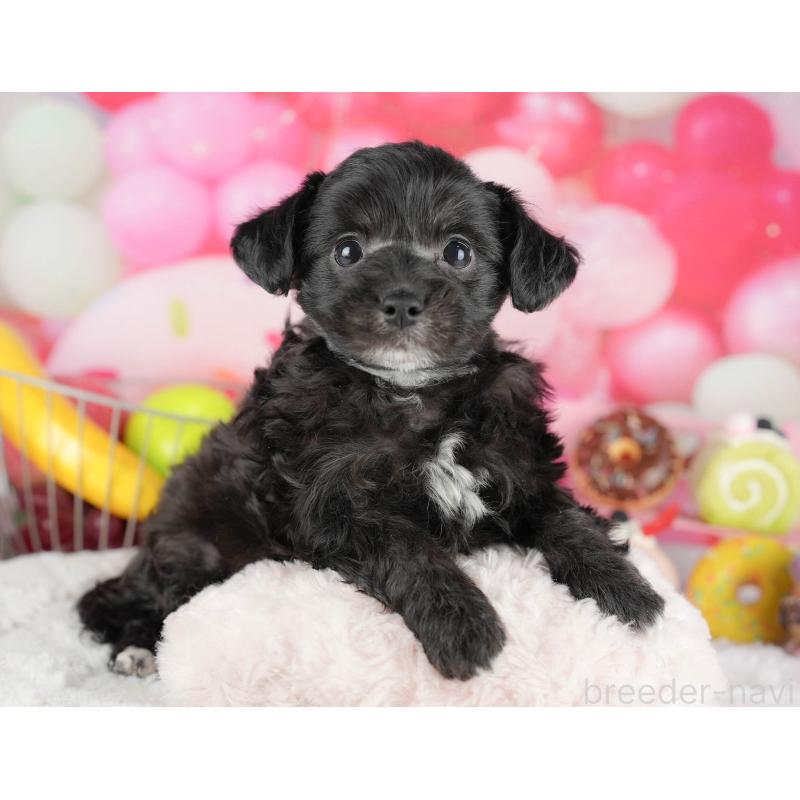 成約済の茨城県のミックス犬-446115の7枚目