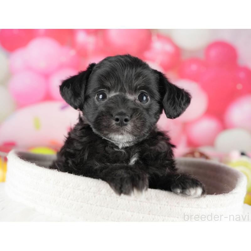 成約済の茨城県のミックス犬-446115の6枚目