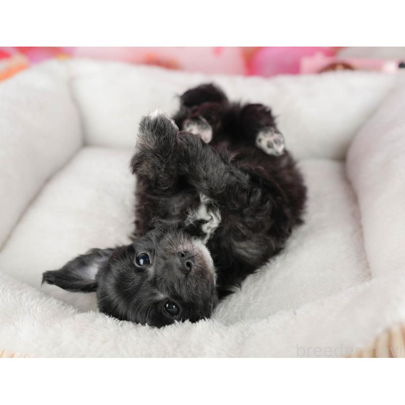 成約済の茨城県のミックス犬-446115の5枚目