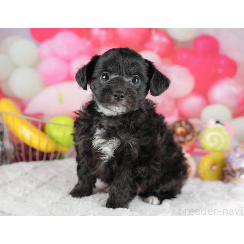 成約済の茨城県のミックス犬-446115の4枚目