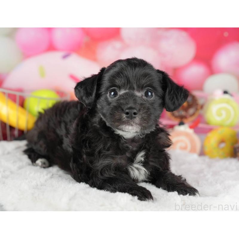 成約済の茨城県のミックス犬-446115の3枚目