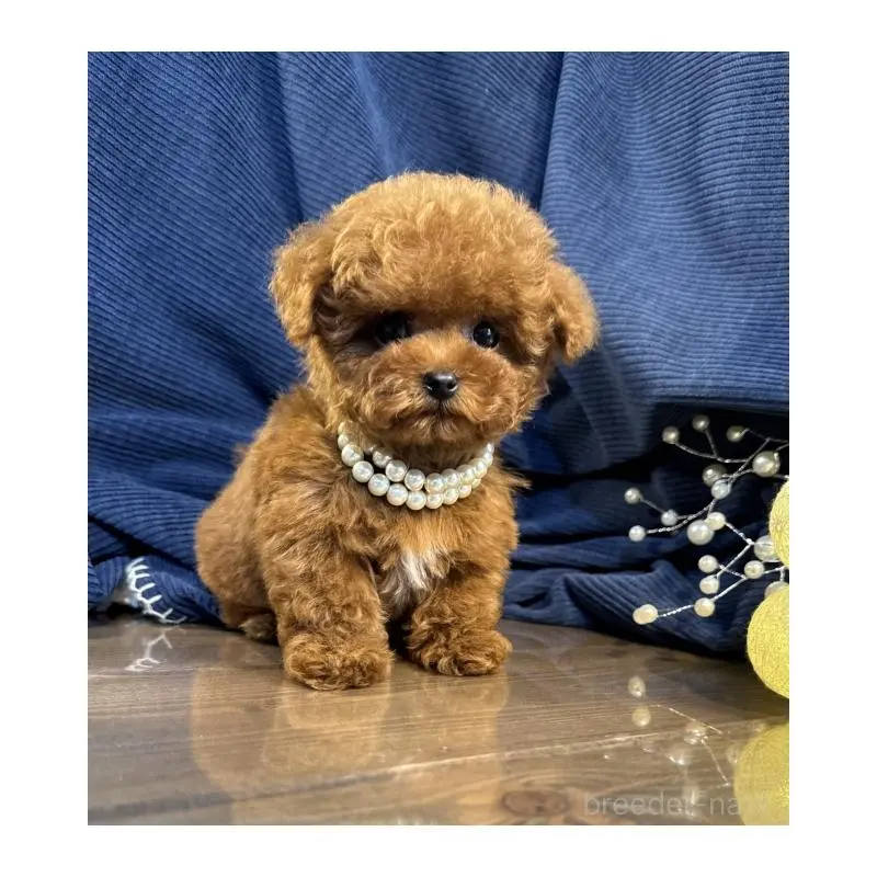 販売中の茨城県のトイプードル-446086の1枚目