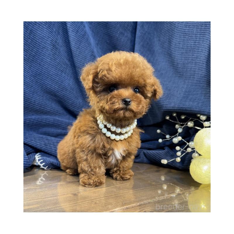 販売中の茨城県のトイプードル-446086の5枚目