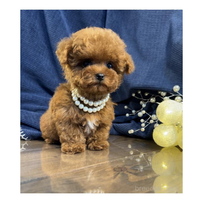 販売中の茨城県のトイプードル-446086の3枚目