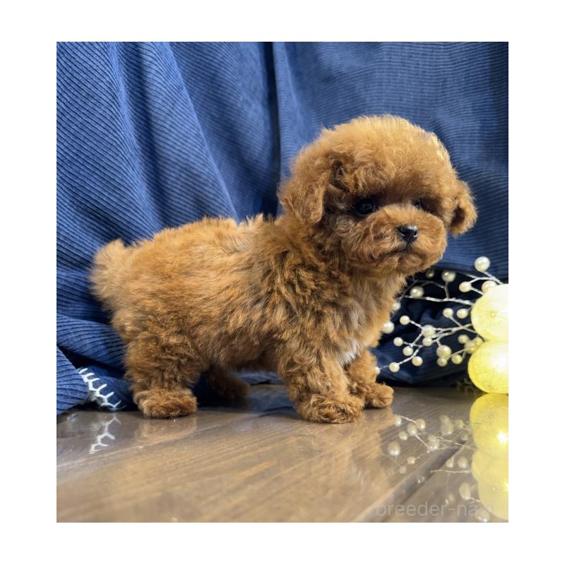 販売中の茨城県のトイプードル-446086の2枚目