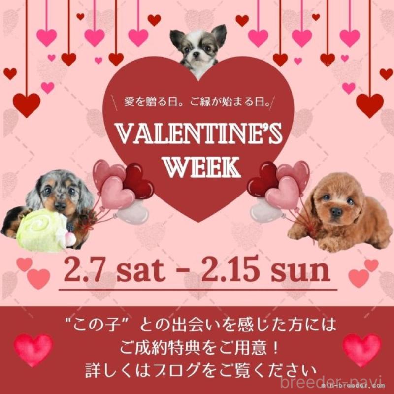 成約済の茨城県のミックス犬-446114の14枚目