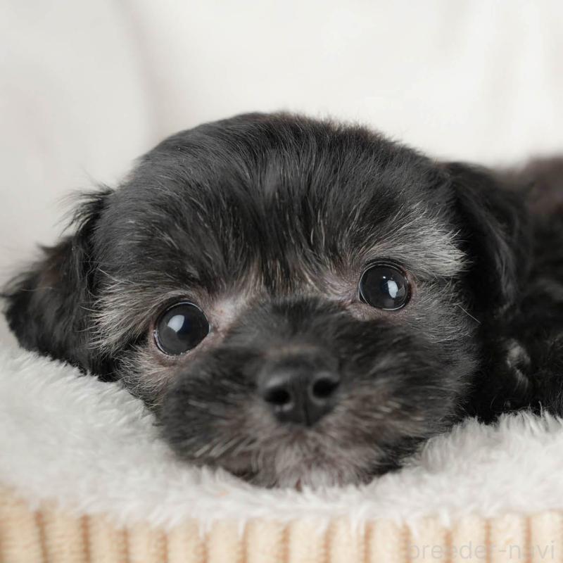 成約済ののミックス犬-446114